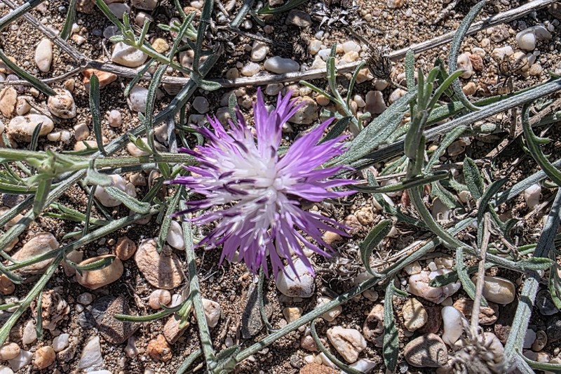 Centaurea aspera subsp. stenophylla photo 3