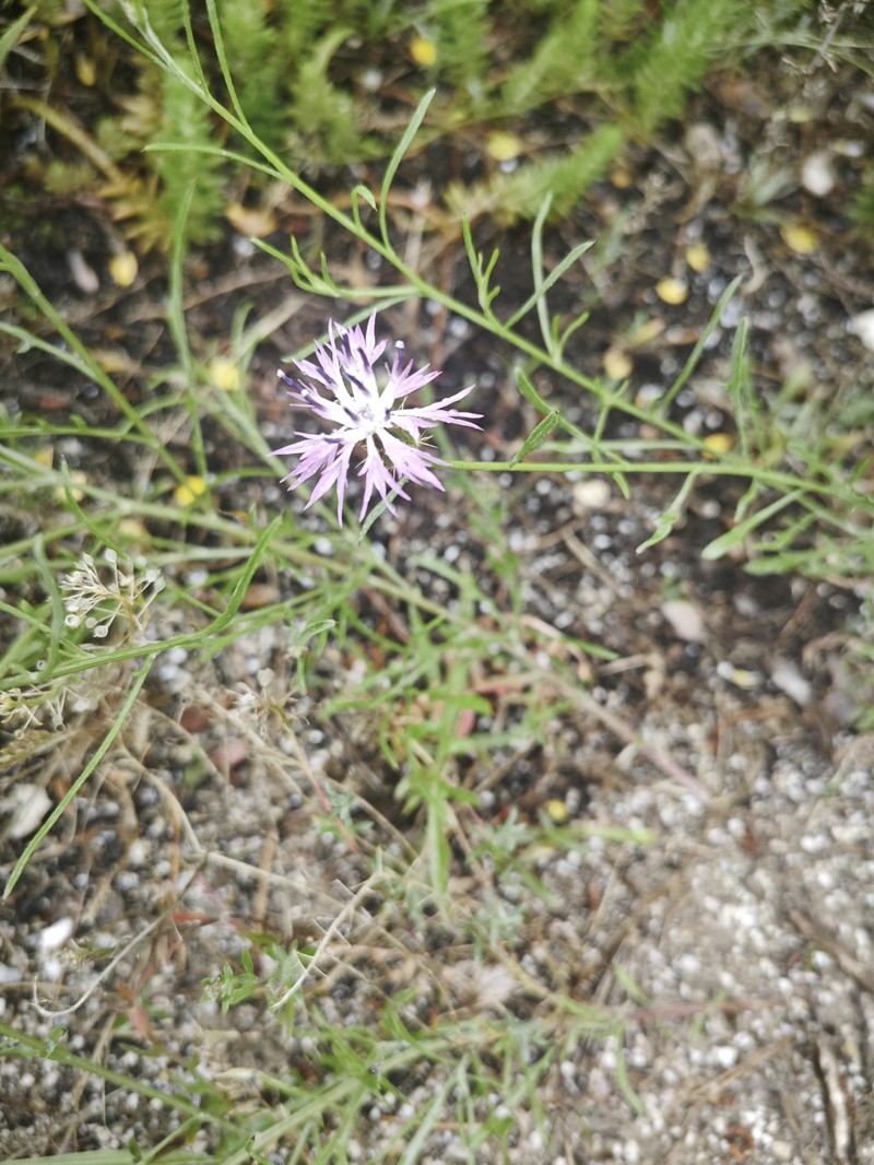 Centaurea aspera subsp. stenophylla photo 4