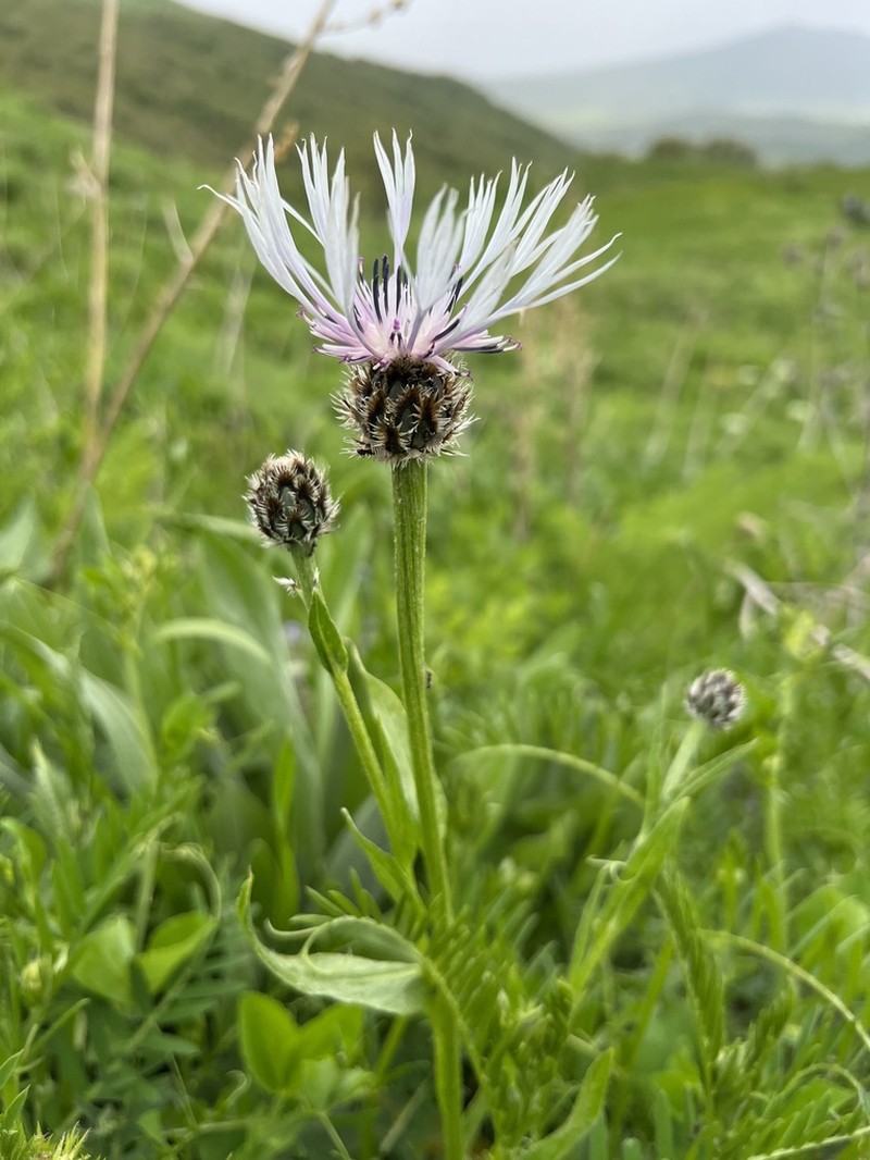 Centaurea atrata