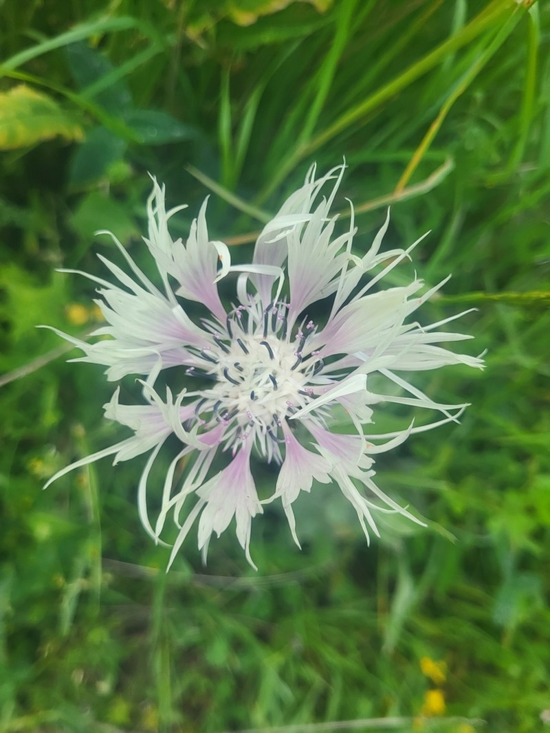 Centaurea atrata photo 2