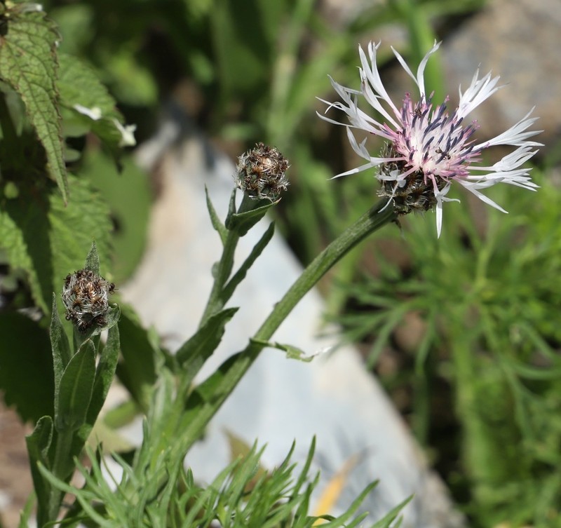 Centaurea atrata photo 3