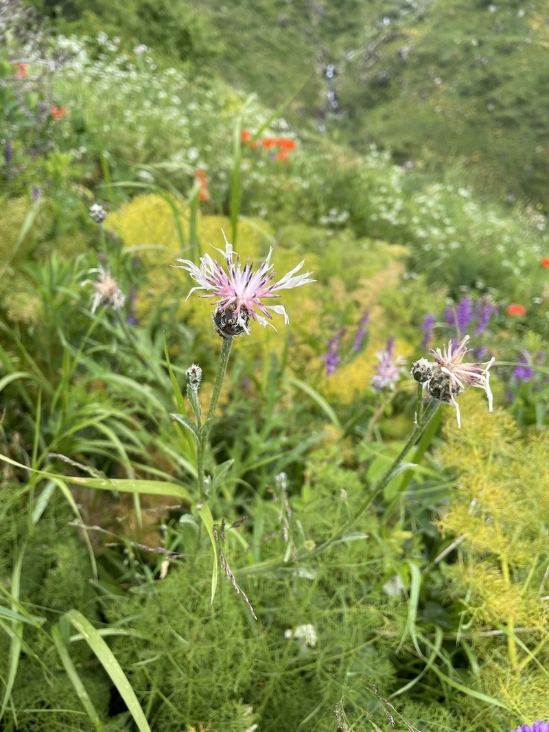 Centaurea atrata photo 4