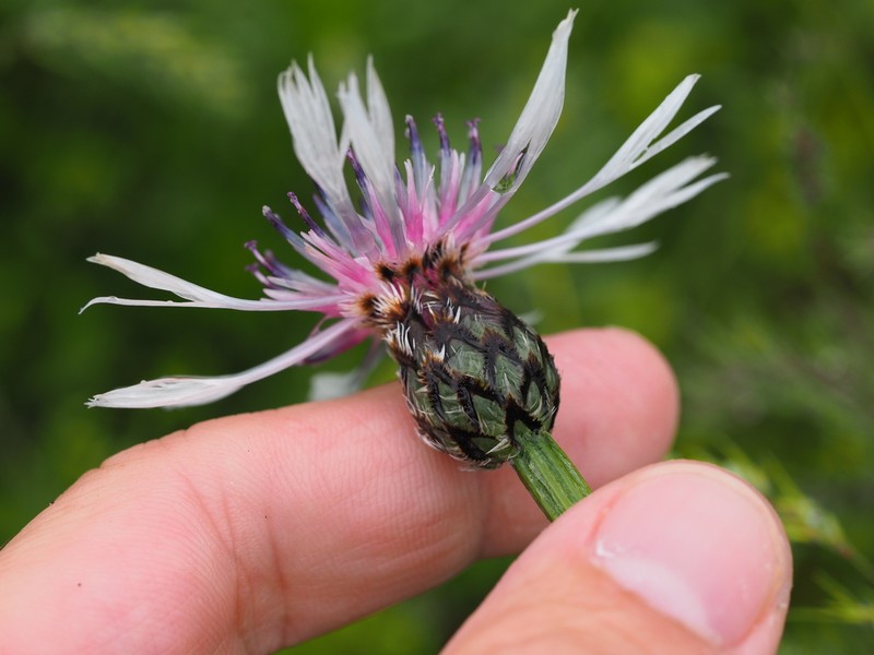 Centaurea atrata photo 5