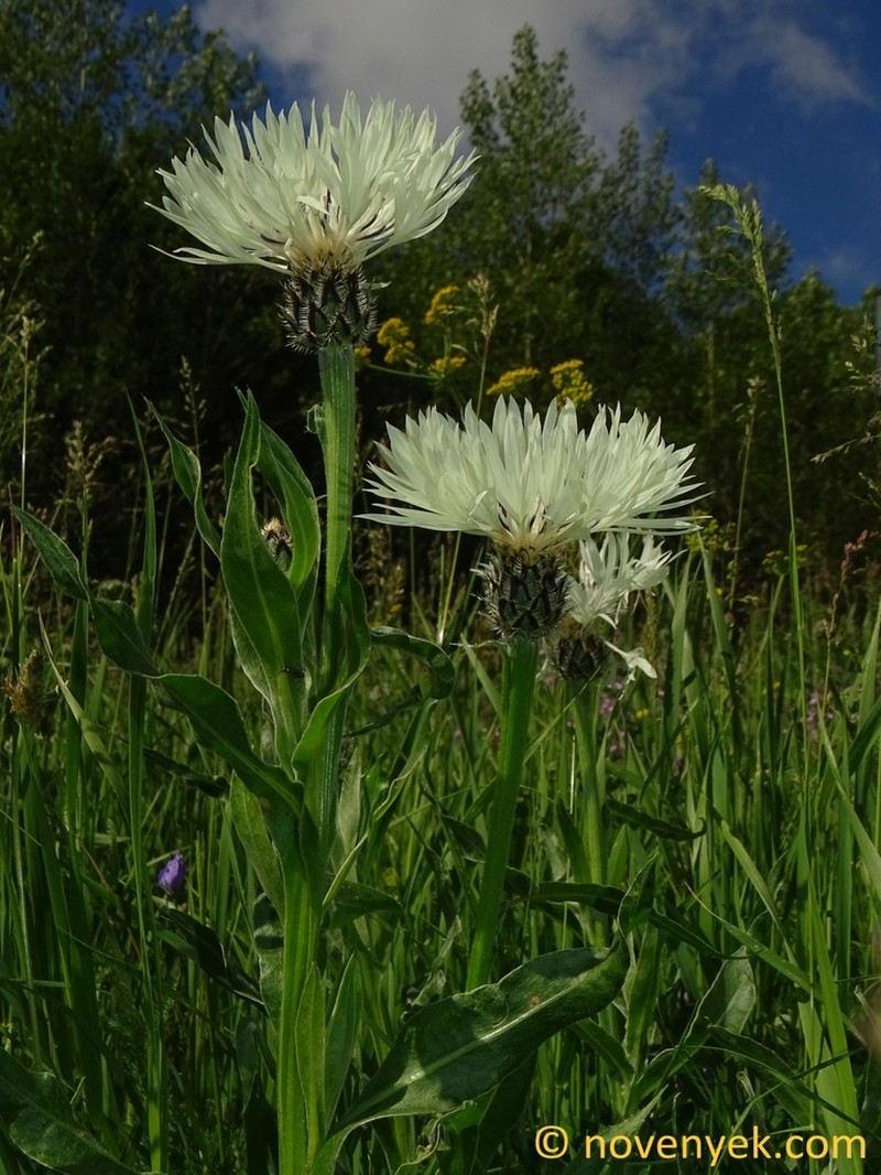 Centaurea atrata photo 6
