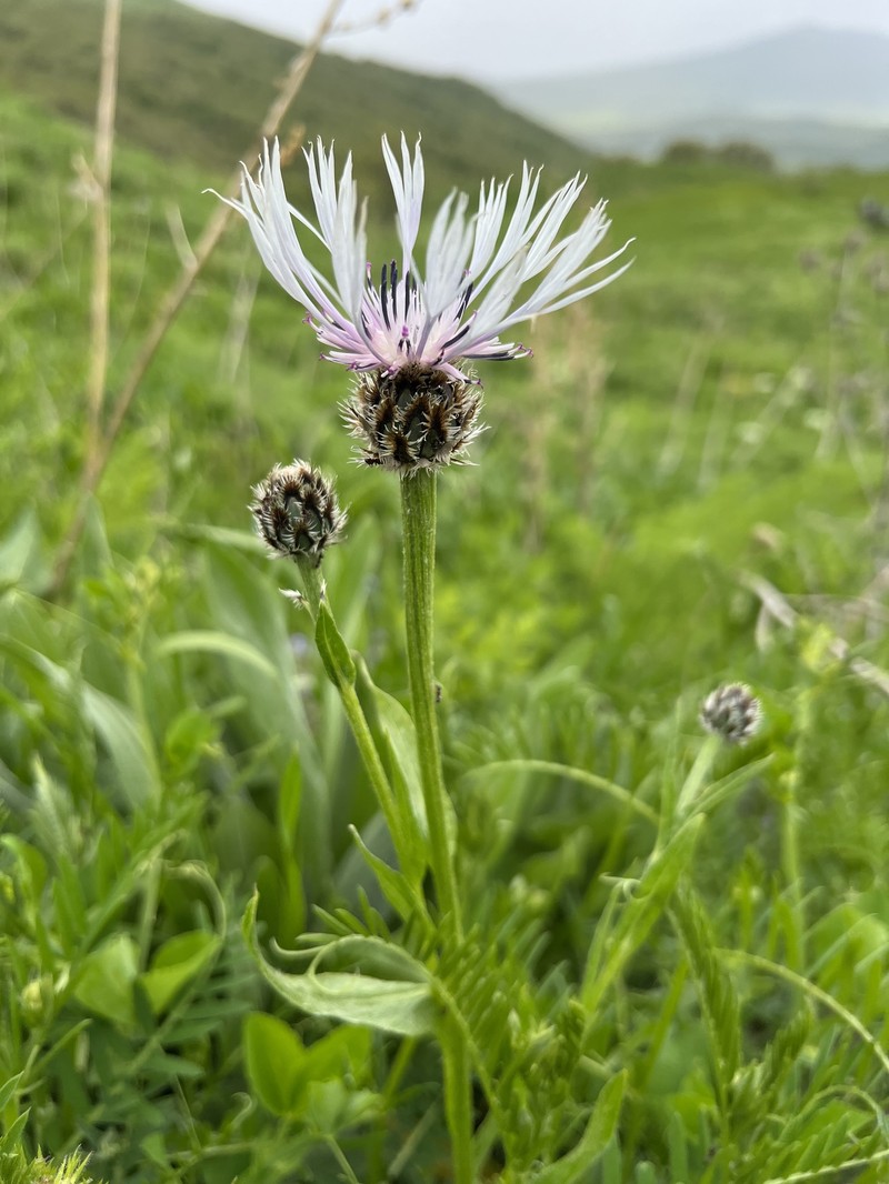 Centaurea atrata photo 7
