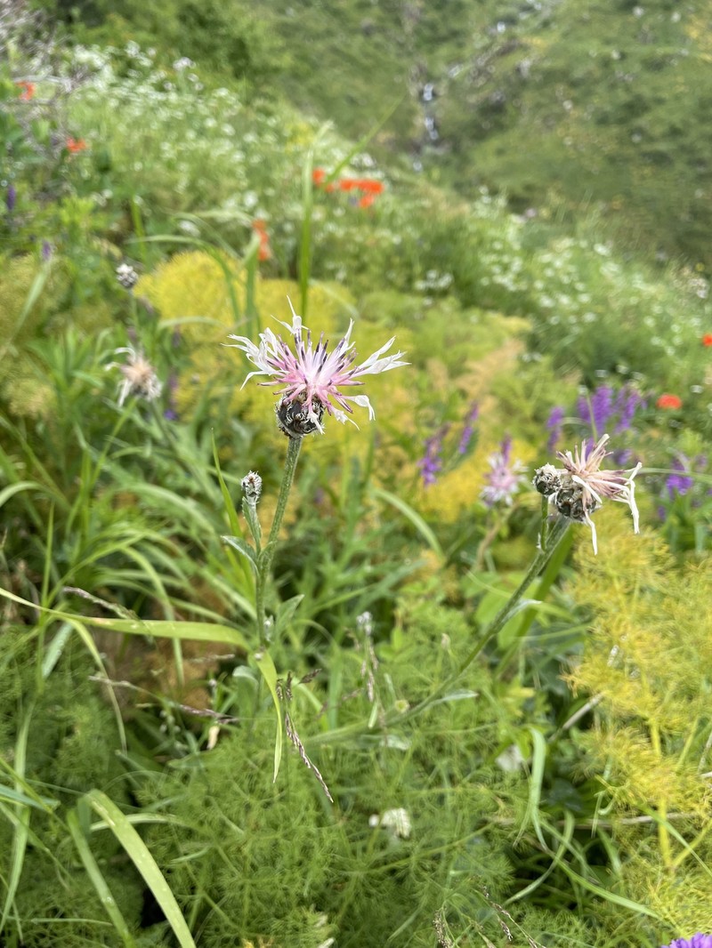 Centaurea atrata photo 8