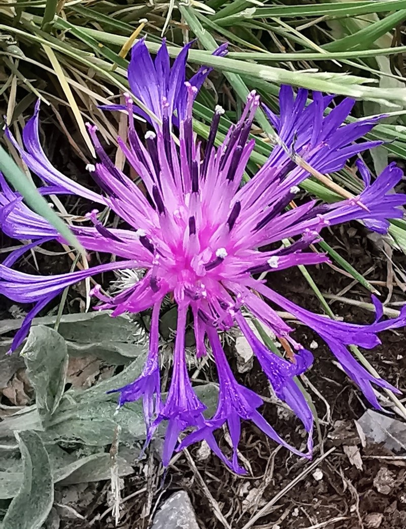 Centaurea axillaris