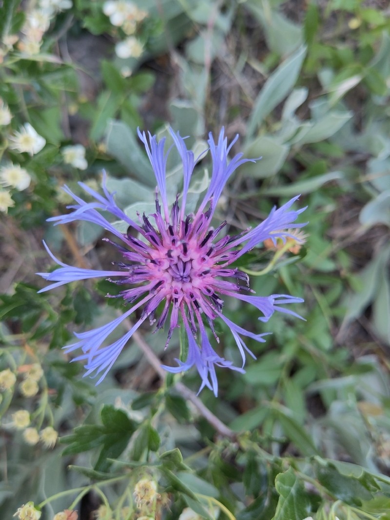 Centaurea axillaris photo 2