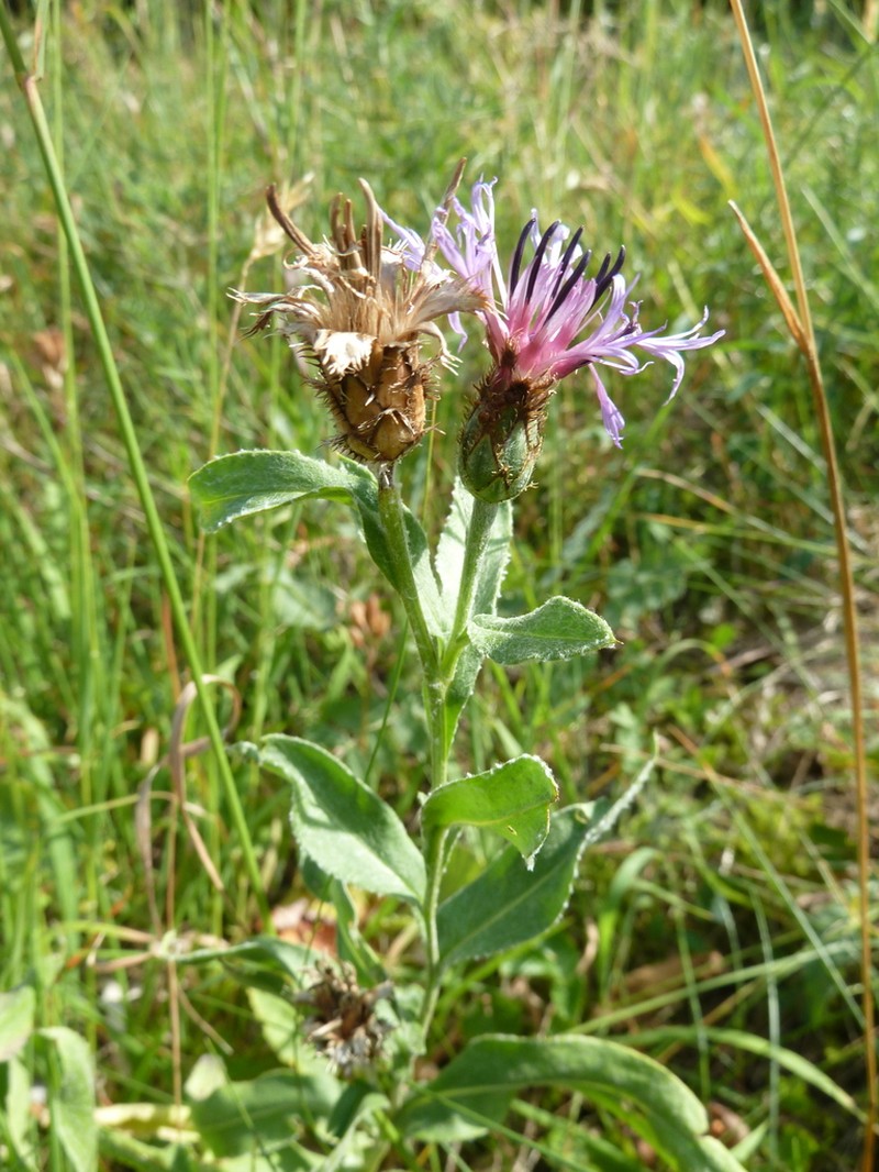 Centaurea axillaris photo 3