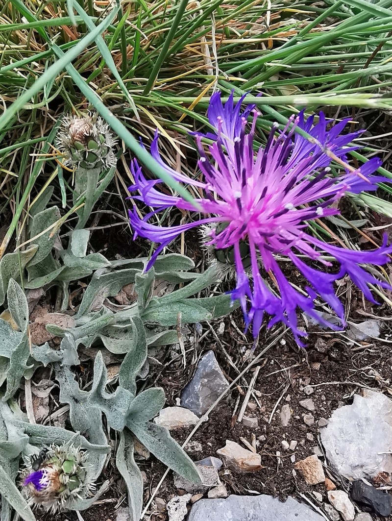 Centaurea axillaris photo 4