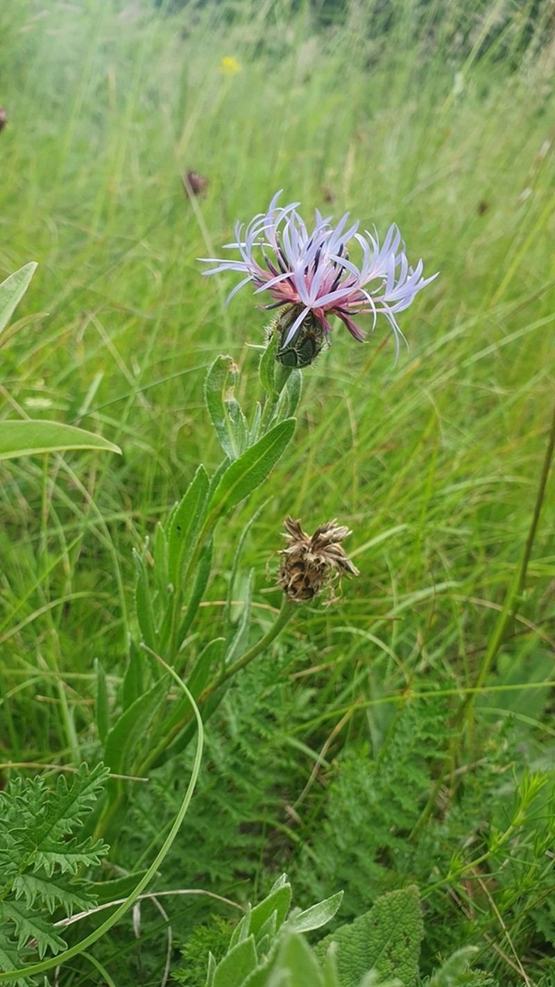 Centaurea axillaris photo 5