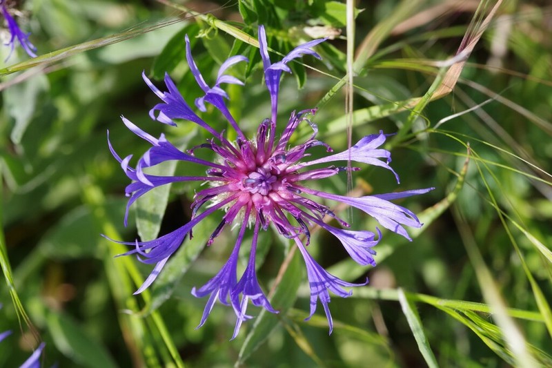 Centaurea axillaris photo 6