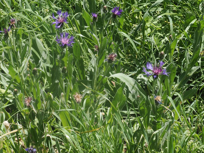 Centaurea axillaris photo 7