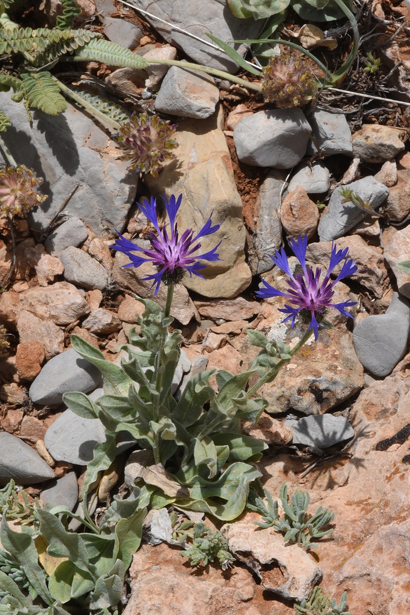 Centaurea axillaris photo 8
