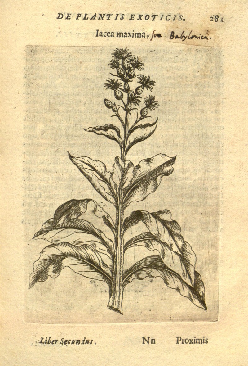 Syrian Knapweed photo 3