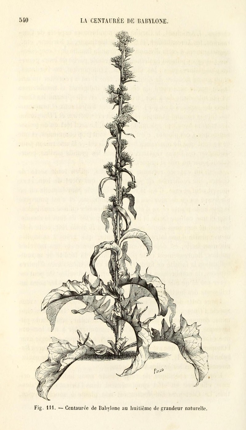 Syrian Knapweed photo 4
