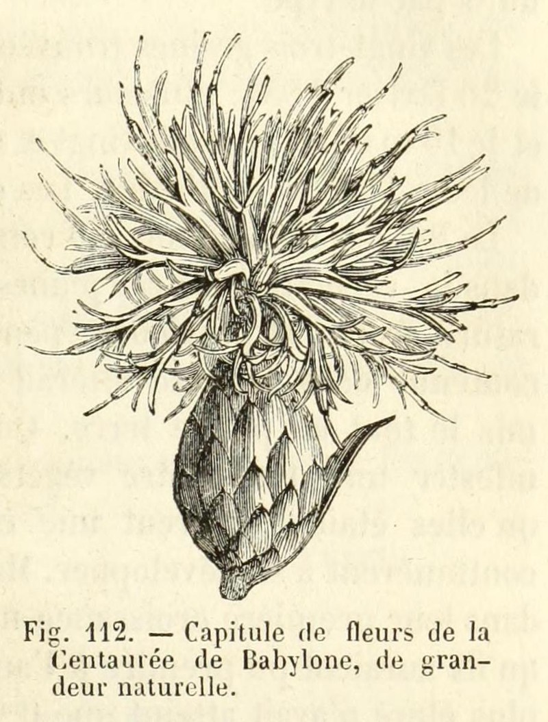 Syrian Knapweed photo 5