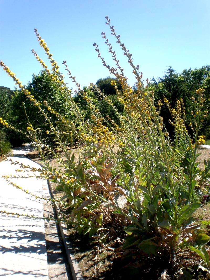 Syrian Knapweed photo 2