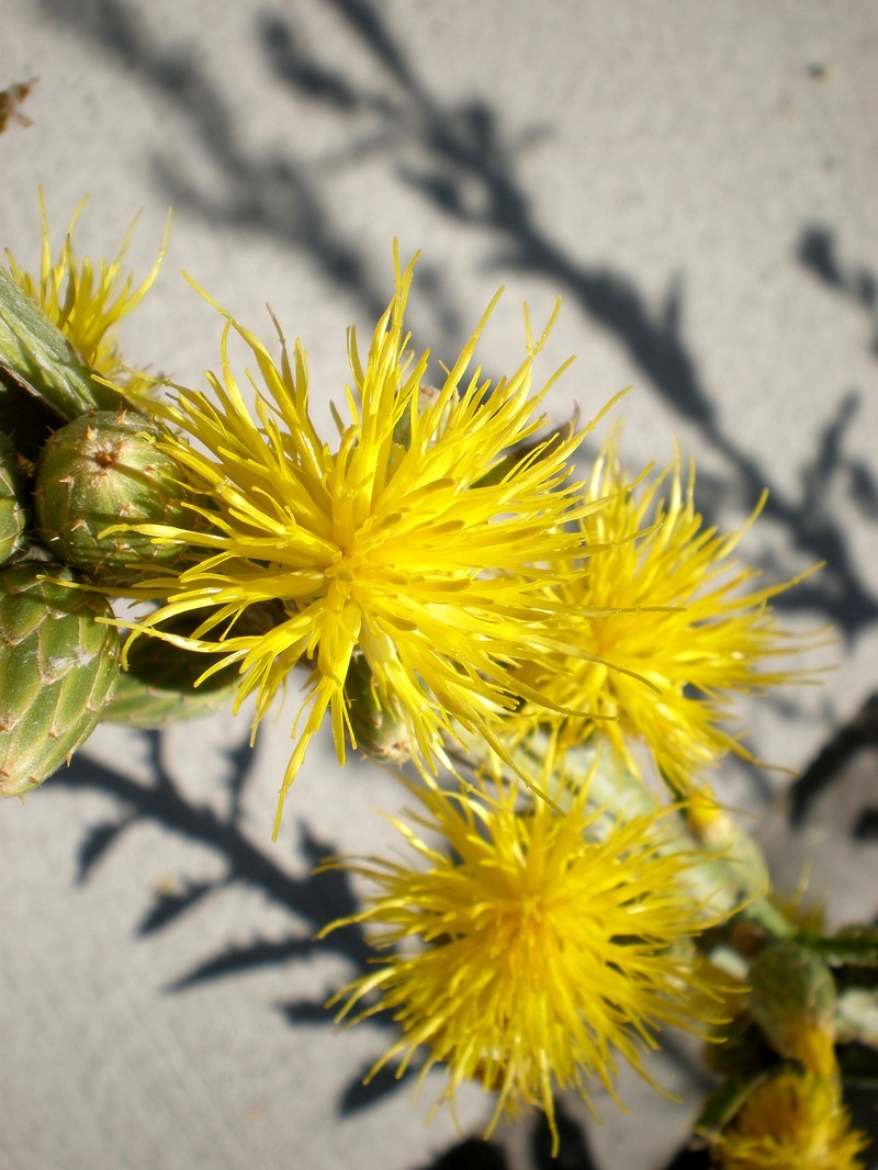Syrian Knapweed