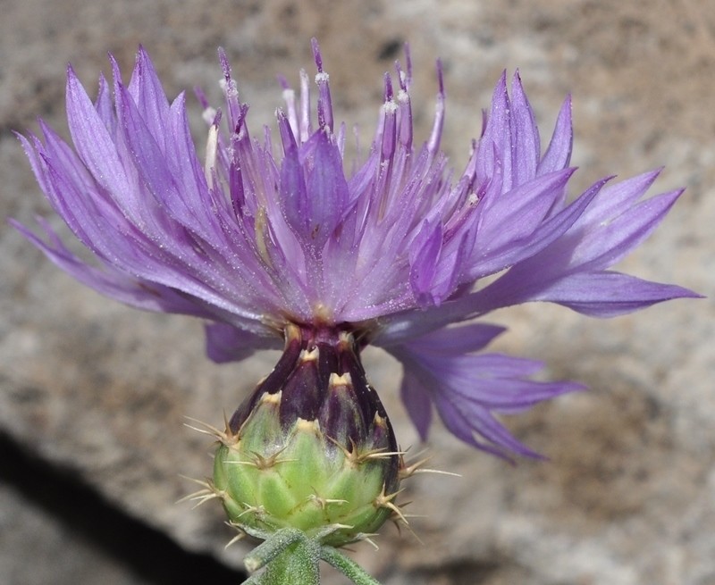 Centaurea barrasii photo 2