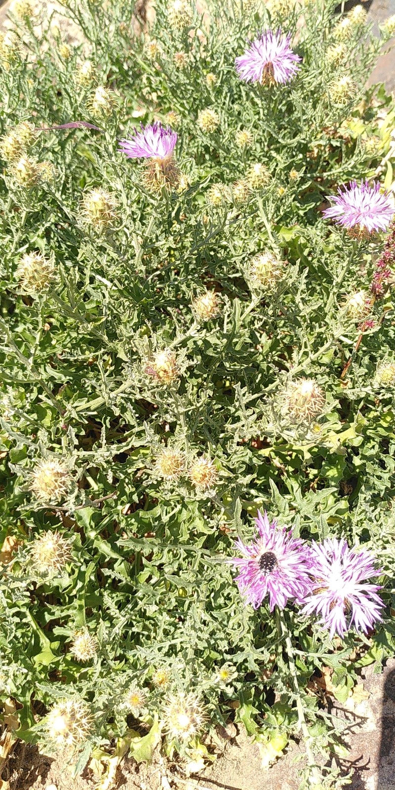 Centaurea barrasii photo 4