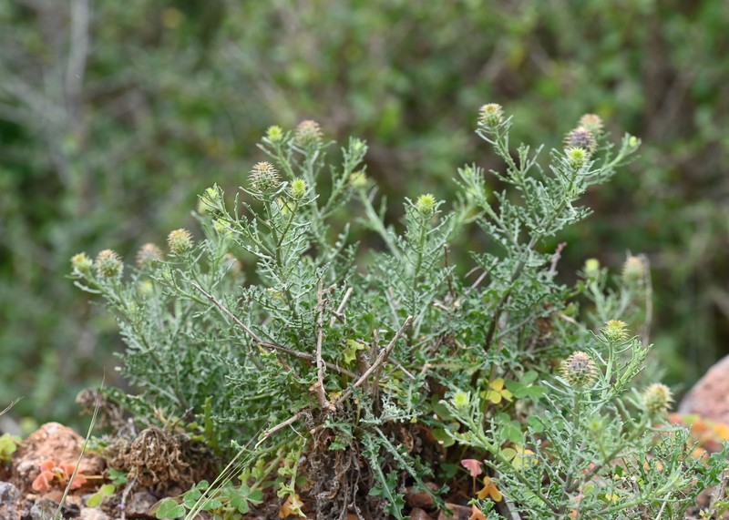 Centaurea barrasii