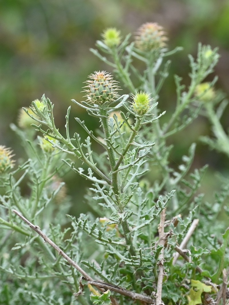 Centaurea barrasii photo 6