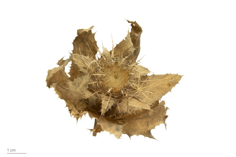 Blessed Thistle photo 7