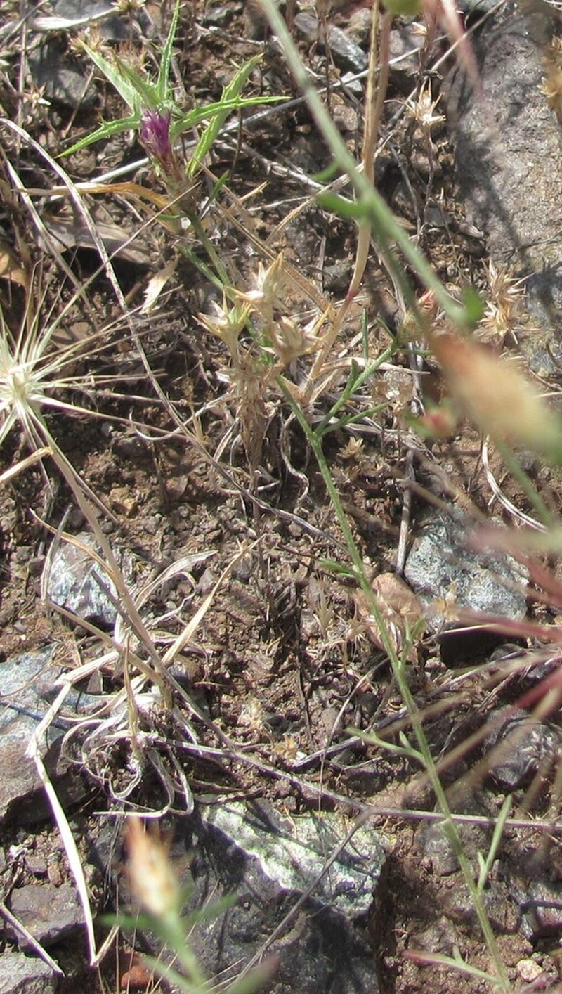 Centaurea bethurica