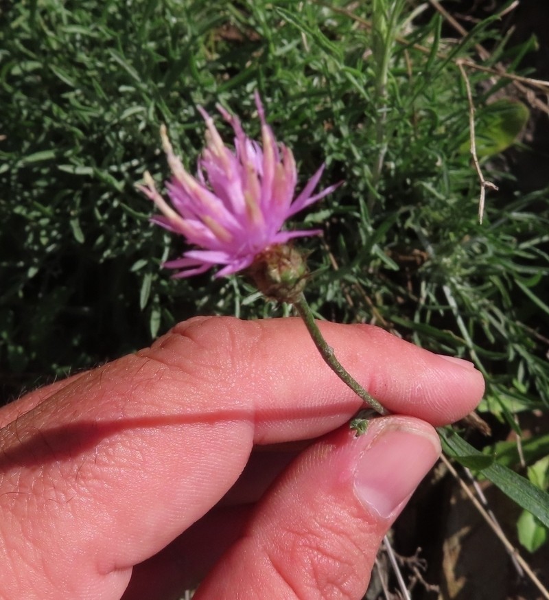 Centaurea bethurica photo 2