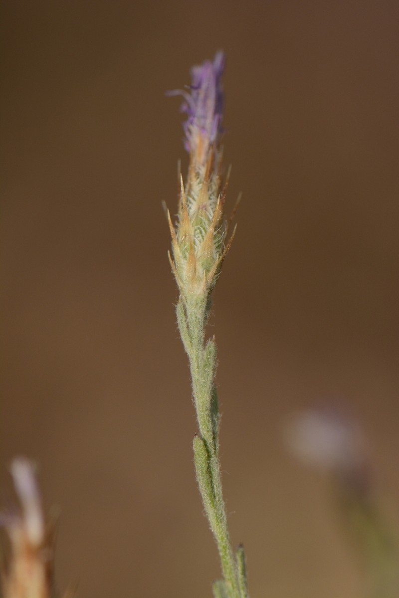 Centaurea bethurica photo 3