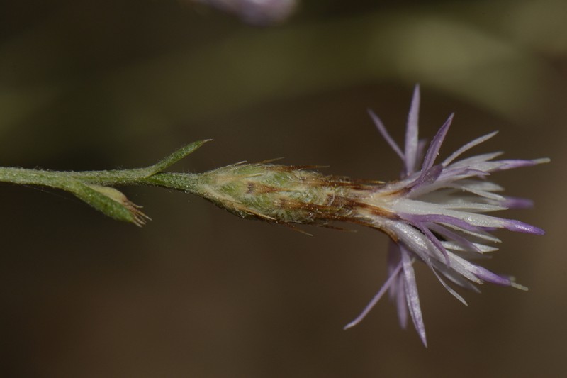 Centaurea bethurica photo 4