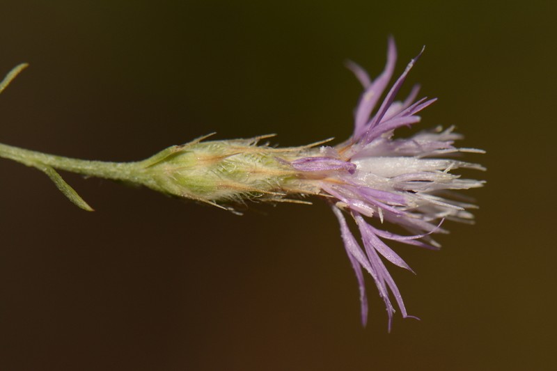 Centaurea bethurica photo 5