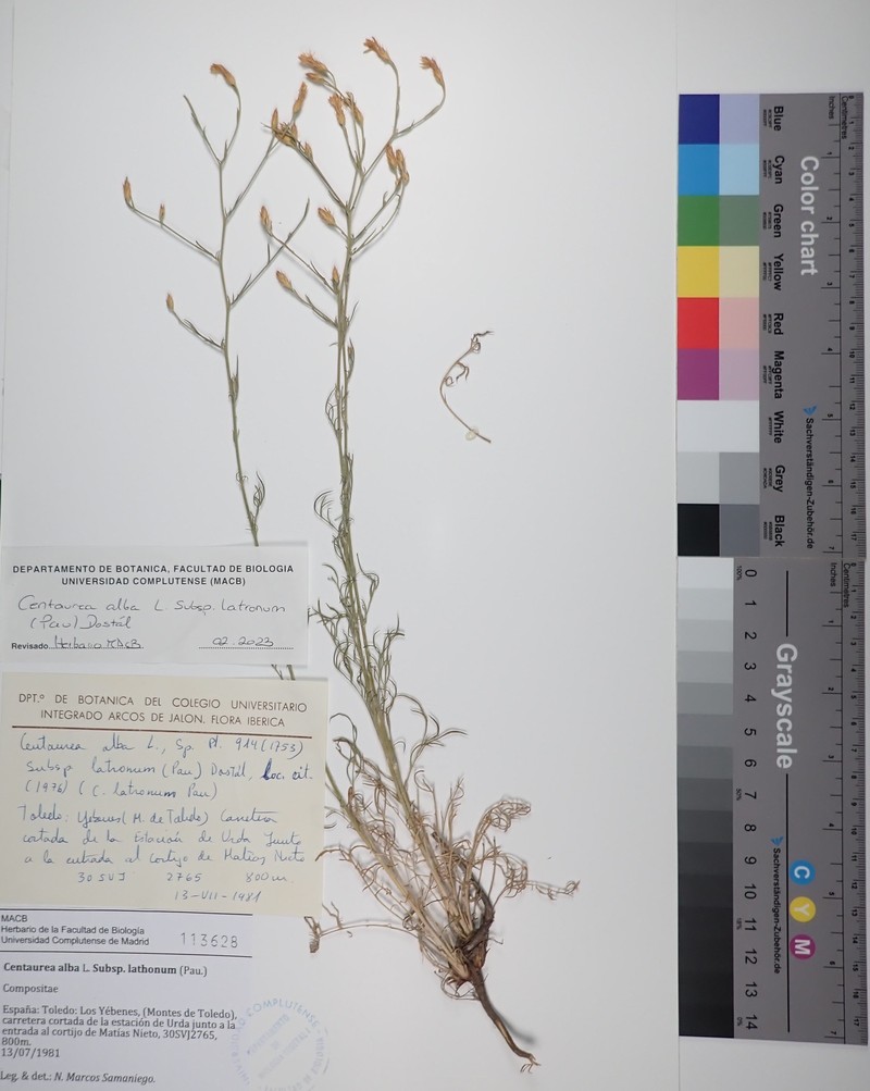 Centaurea bethurica photo 7