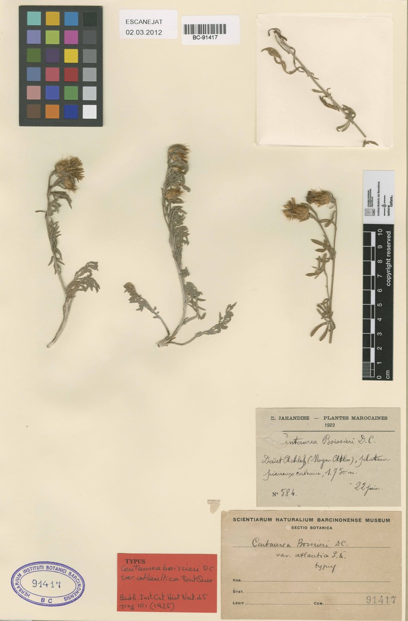 Centaurea boissieri subsp. atlantica