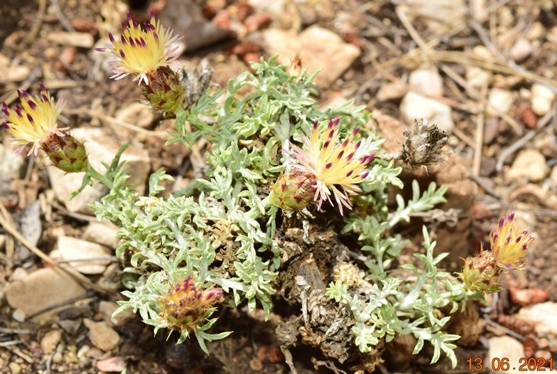 Centaurea boissieri subsp. funkii