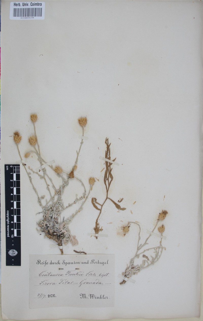 Centaurea boissieri subsp. funkii photo 2