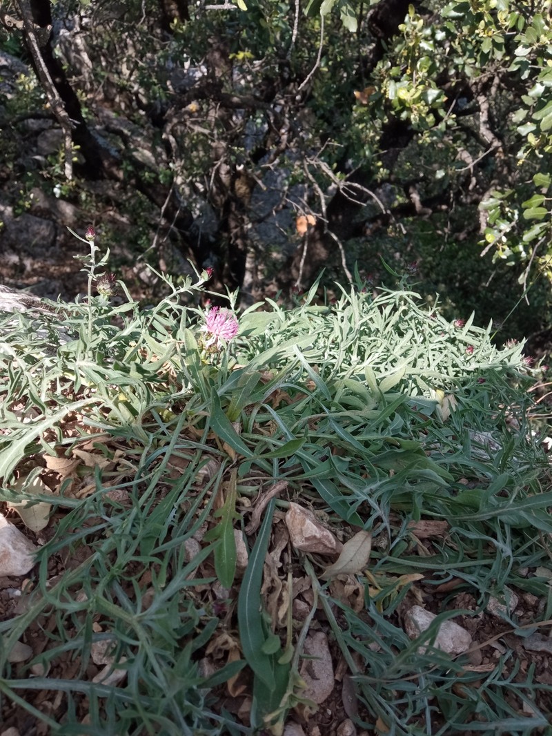 Centaurea boissieri subsp. mariolensis