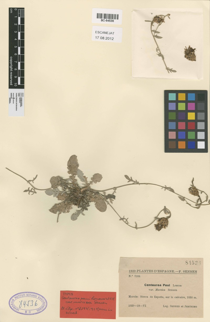 Centaurea boissieri subsp. willkommii