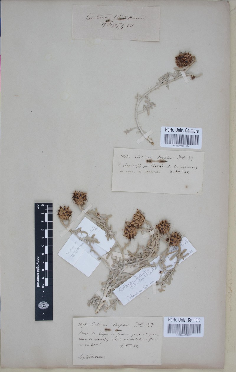 Centaurea boissieri subsp. willkommii photo 2