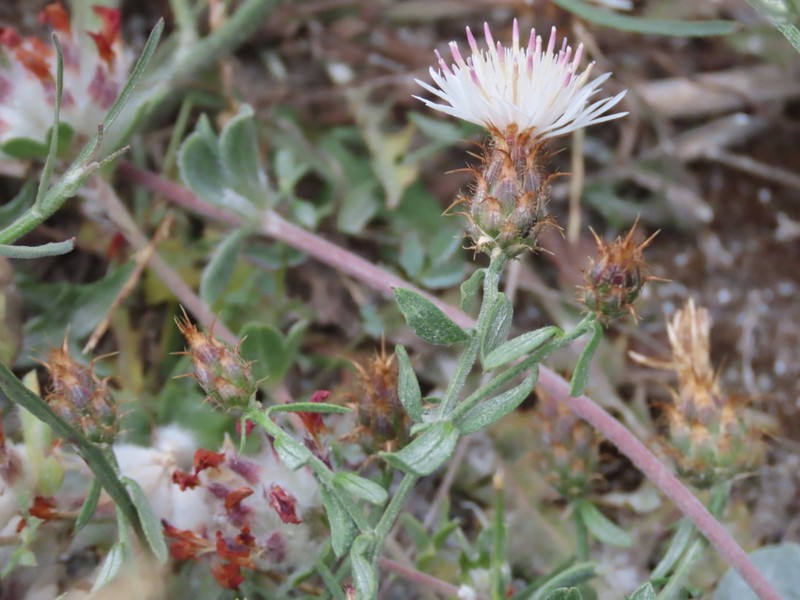 Centaurea bombycina