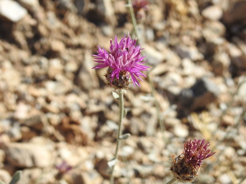 Centaurea bombycina photo 2