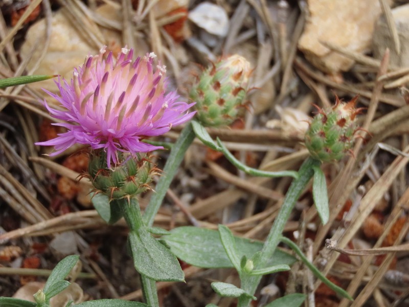 Centaurea bombycina photo 3