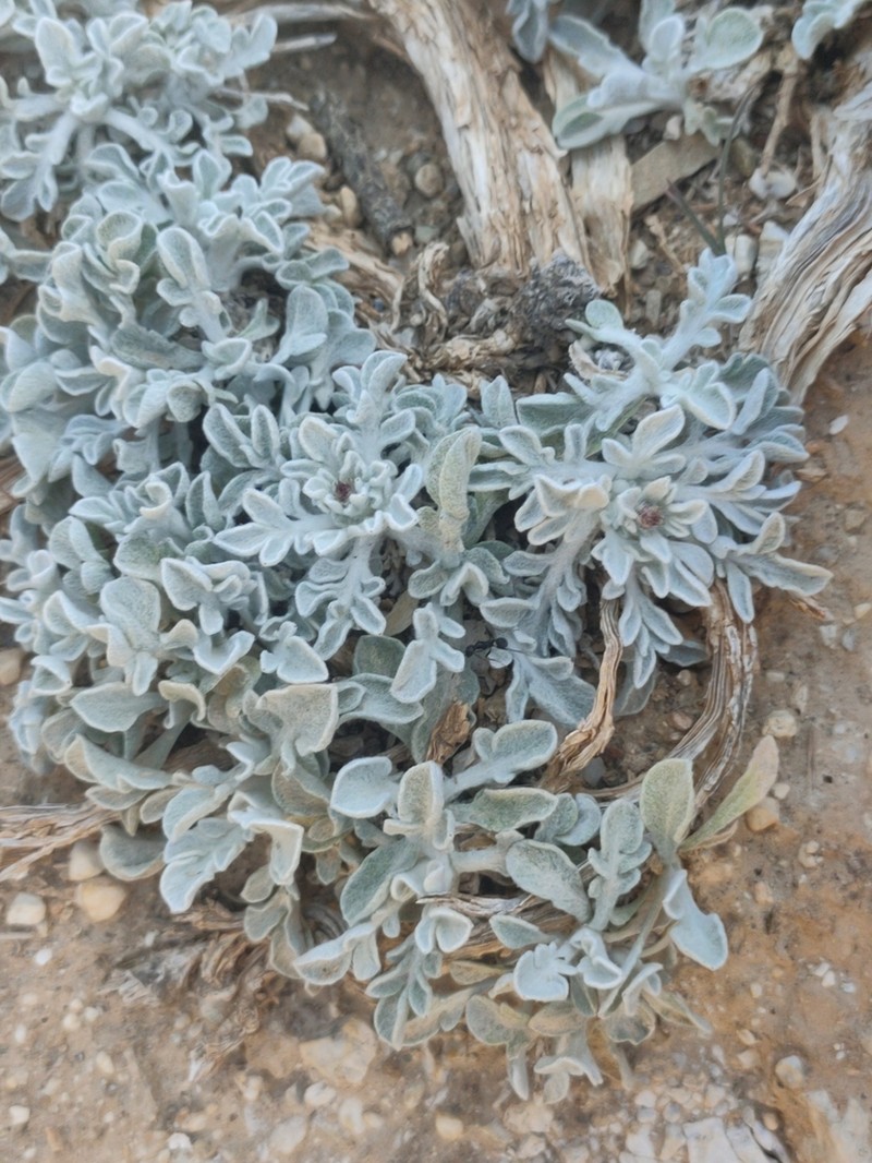 Centaurea bombycina photo 4