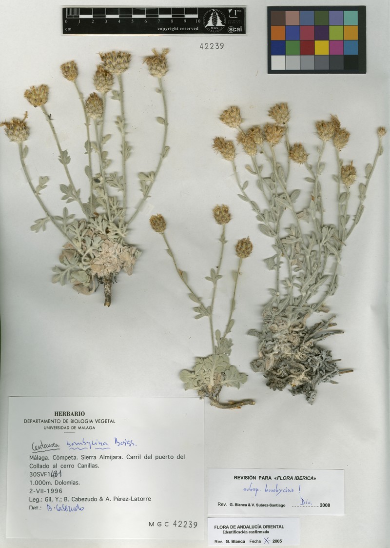 Centaurea bombycina subsp. bombycina