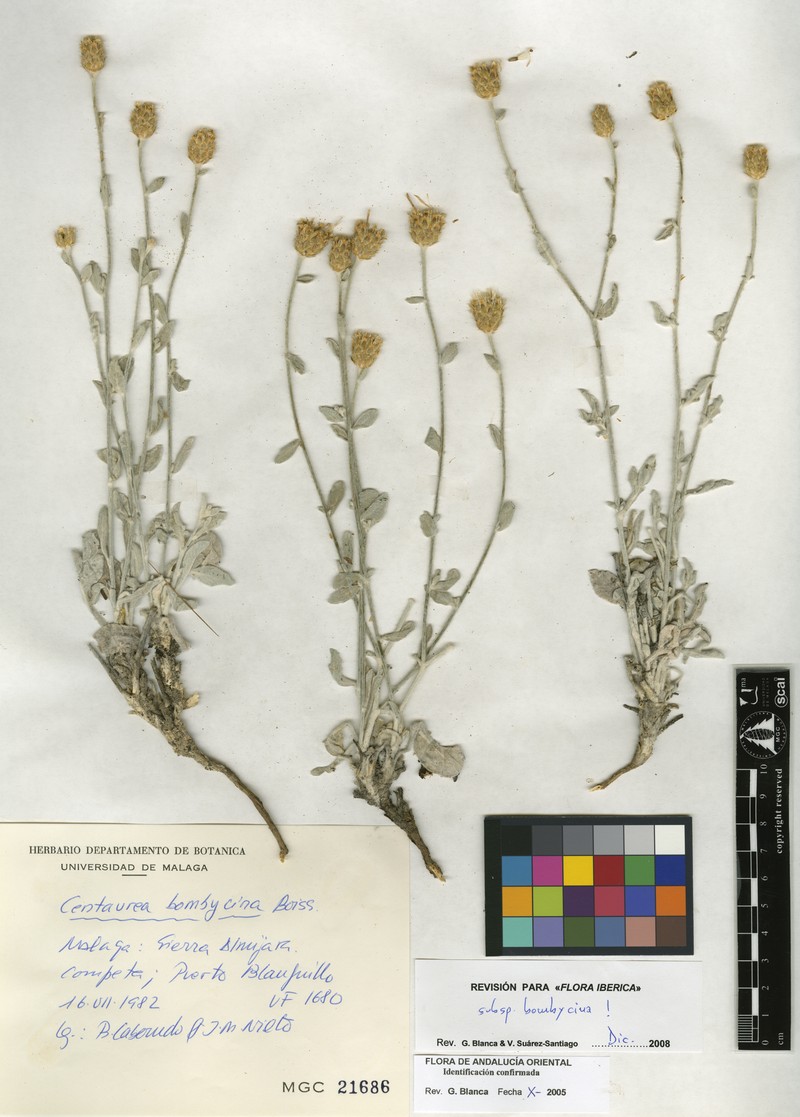 Centaurea bombycina subsp. bombycina photo 2