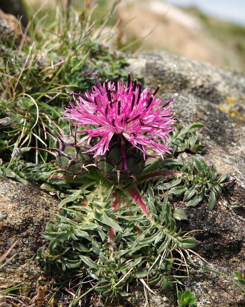 Centaurea borjae
