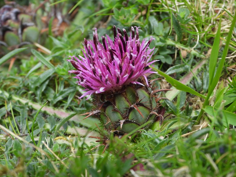 Centaurea borjae photo 2