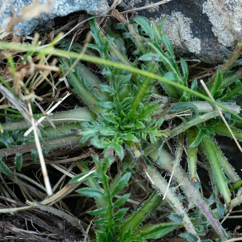 Centaurea borjae photo 3