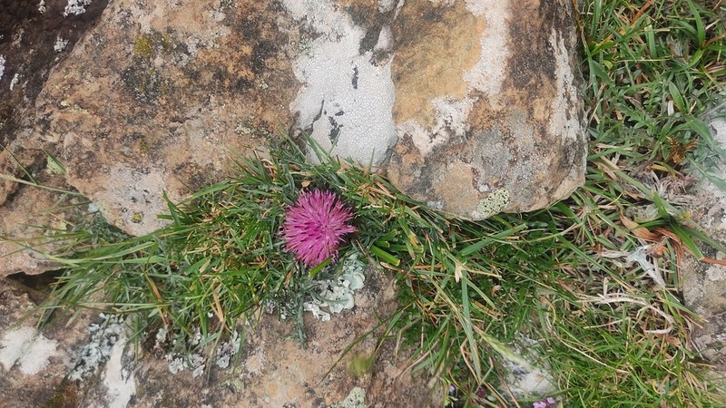 Centaurea borjae photo 4